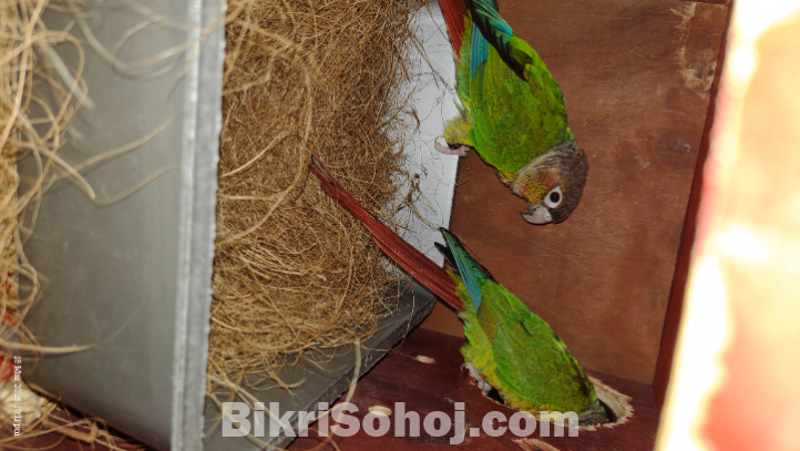 গ্রিনচিক কনুর পাখি